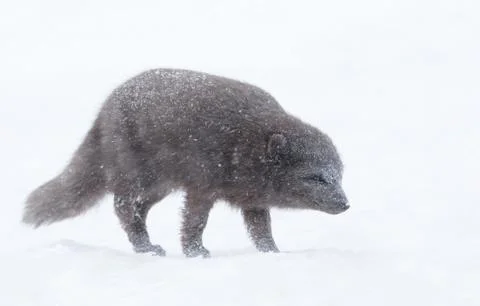 Arctic fox in the falling snow Stock Photos