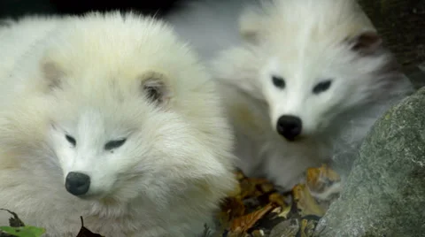 Arctic fox family - mother and baby Stock Footage