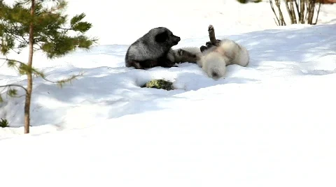Arctic fox Stock Footage 673852