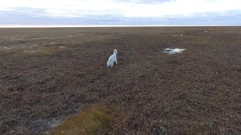 Arctic fox Stock Footage