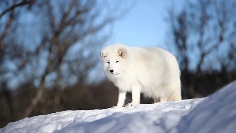 The Arctic Fox Stock Footage 104768125