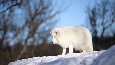The Arctic Fox Stock Footage 104768147