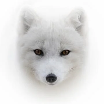 Arctic Fox front view portrait Stock Photos