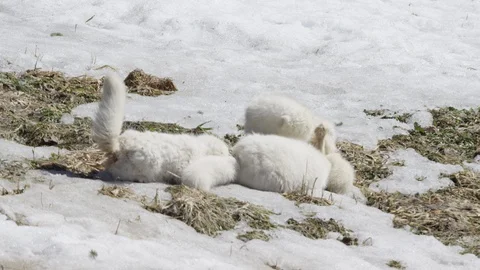 Arctic fox group playing in slow motion Stock Footage 106591788