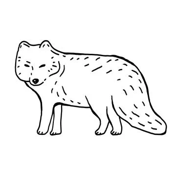 Arctic fox hand drawn vector illustration Stock Illustration