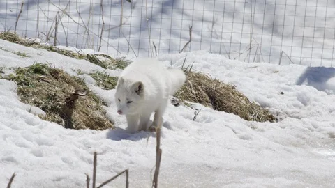 Arctic fox on the hunt Stock Footage 106581285