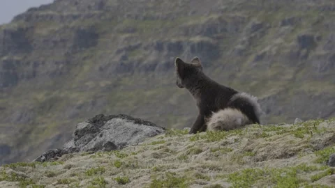 Arctic fox in Iceland Stock Footage 238845860