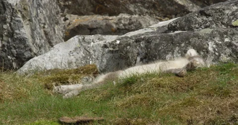 Arctic fox kit breathing as it naps in grass Stock Footage 62703979