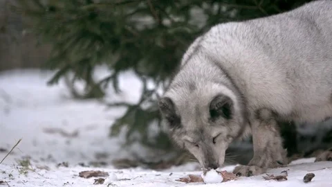 Arctic Fox  is looking for meal Vidéo 72810389