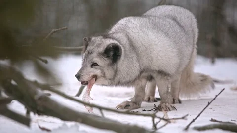 Arctic Fox is looking for meal Stock-Footage 72810415