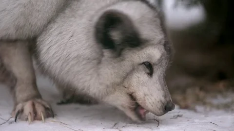 Arctic Fox is looking for meal (Vulpes lagopus) Video stock 72810397