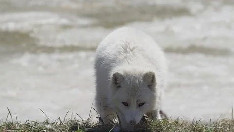 Arctic fox marking territory and looking around slow motion Stock Footage 106581287