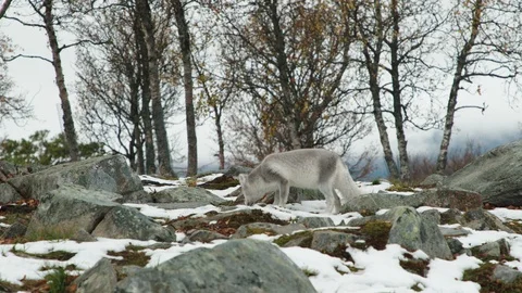 The arctic fox of Norway Stock Footage 117937311