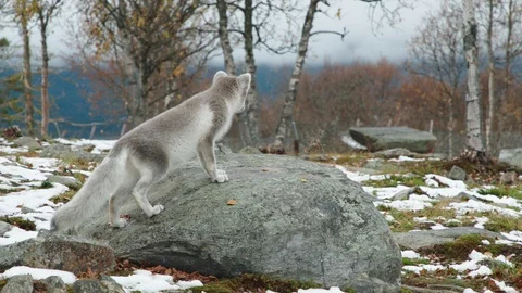 The arctic fox of Norway Vídeo Stock 118023694