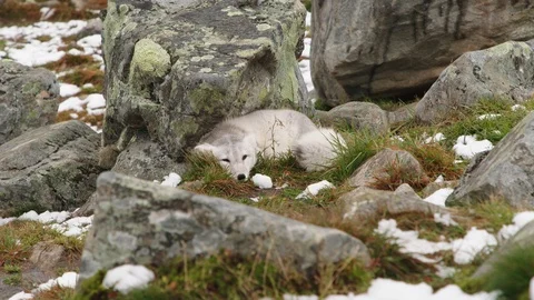 The arctic fox of Norway Stock Footage 118024322