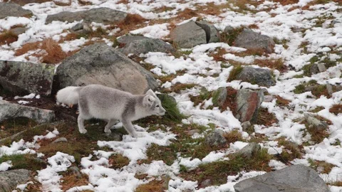 The arctic fox of Norway Vídeo Stock 118081030