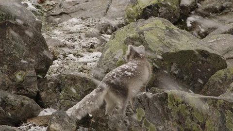 The arctic fox of Norway Vídeos de archivo 118150811