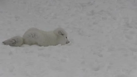 Arctic Fox Pair of Siblings Playing Wrestling Play Fighting Bonding in Winter Vídeo Stock 245562472