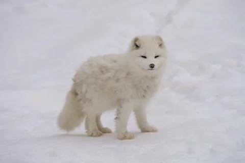 Arctic fox pausing for the camera Stock Photos