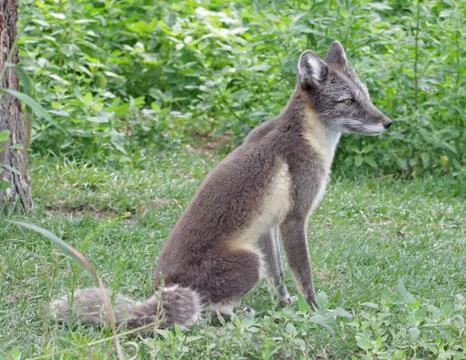 Arctic fox Stock Photos