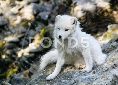 Arctic fox Stock Photos