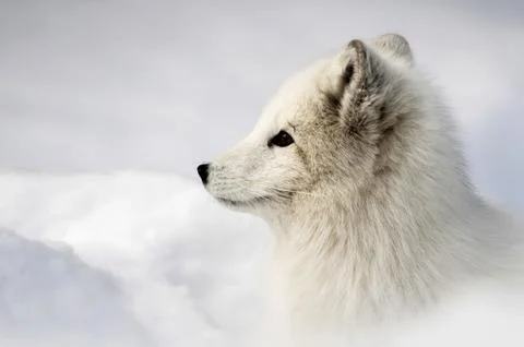 Arctic Fox Stock Photos