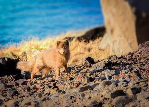 Arctic Fox Stock Photos