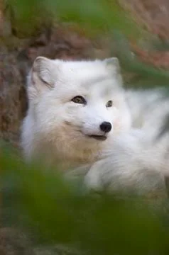 Arctic fox portrait Stock Photos