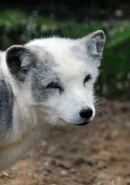 Arctic Fox Portrait Stock Photos
