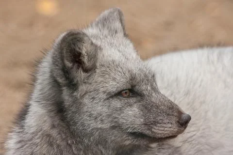 Arctic fox portrait Stock Photos