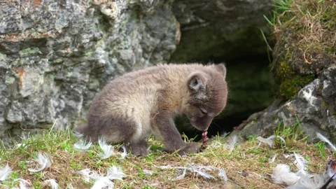 Arctic Fox Pup Feeding on Gull– Svalbard Archipelago, Norway Video stock 338421917