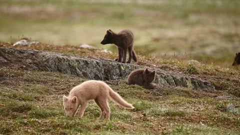 Arctic fox pups explore around den on Norwegian tundra. Blond, dark brown Video stock 268802213
