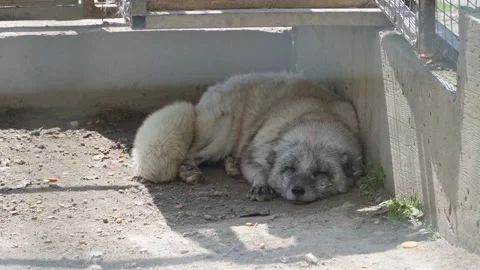 Arctic Fox Resting and Sleeping in Sunlit Enclosure Stock Footage 342587152