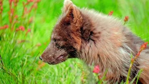 Arctic fox resting in lush green tundra meadow during summer season cinematic Stock Footage 344240995