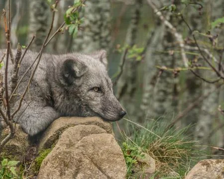 Arctic fox resting on rocks Stock Photos