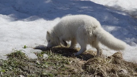 Arctic fox rooting around in the snow Stock Footage 106591930