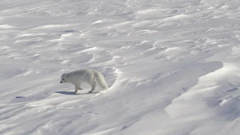 Arctic fox running across a snowy tundra landscape Stock Footage 337038227
