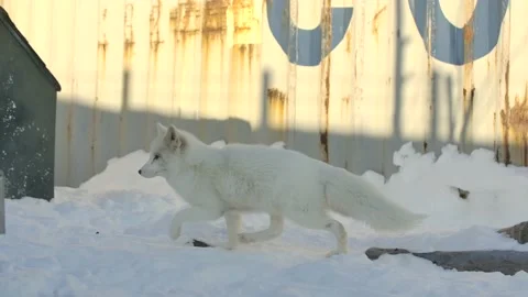 Arctic fox running in backyard slomo winter Stock Footage 170836459