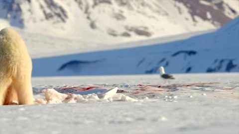 Arctic Fox scavenging while Bears eat a Seal in the Arctic circle Stock Footage 291623214