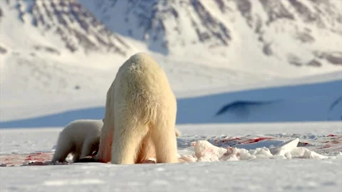 Arctic Fox scavenging while Bears eat a Seal in the Arctic circle Stock Footage 291623228