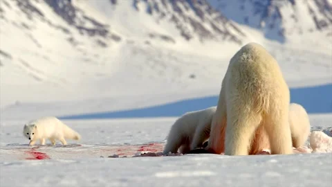 Arctic Fox scavenging while Bears eat a Seal in the Arctic circle Stock Footage 291623259