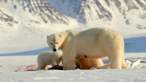 Arctic Fox scavenging while Bears eat a Seal in the Arctic circle Stock Footage 297530667