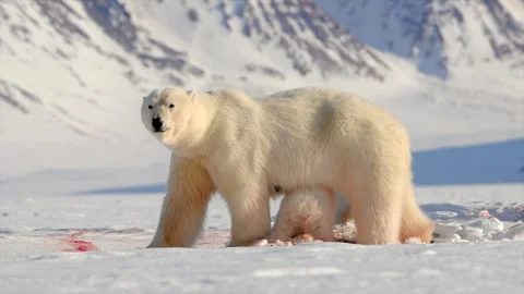 Arctic Fox scavenging while Bears eat a Seal in the Arctic circle 库存影片 297530677
