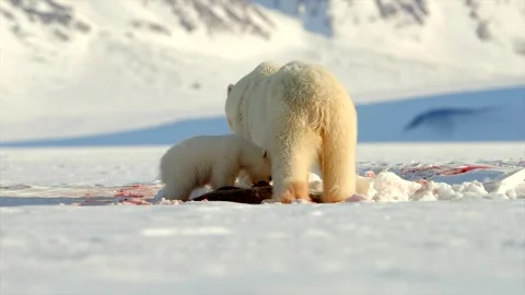Arctic Fox scavenging while Bears eat a Seal in the Arctic circle Stock Footage 297530682