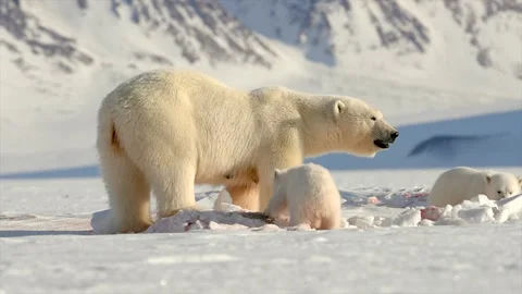 Arctic Fox scavenging while Bears eat a Seal in the Arctic circle Stock Footage 297530692