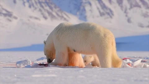 Arctic Fox scavenging while Bears eat a Seal in the Arctic circle Stock Footage 297530713