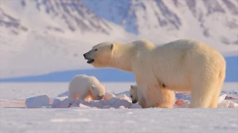 Arctic Fox scavenging while Bears eat a Seal in the Arctic circle Vídeo Stock 297530719