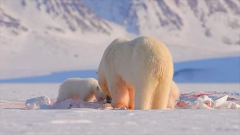 Arctic Fox scavenging while Bears eat a Seal in the Arctic circle Stock Footage 297530741