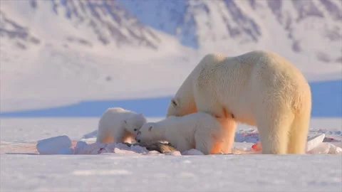 Arctic Fox scavenging while Bears eat a Seal in the Arctic circle Stock Footage 297530785