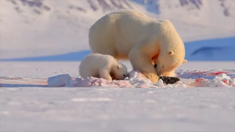 Arctic Fox scavenging while Bears eat a Seal in the Arctic circle Stock-Footage 297533040